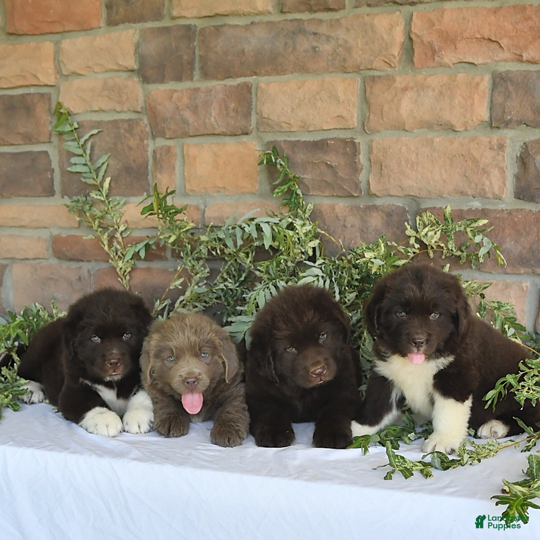 Newfoundland dogs for sale: Violet - Image 3