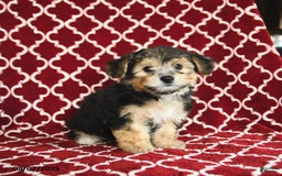 Yochon dogs for sale: Reba House Raised - Image 3