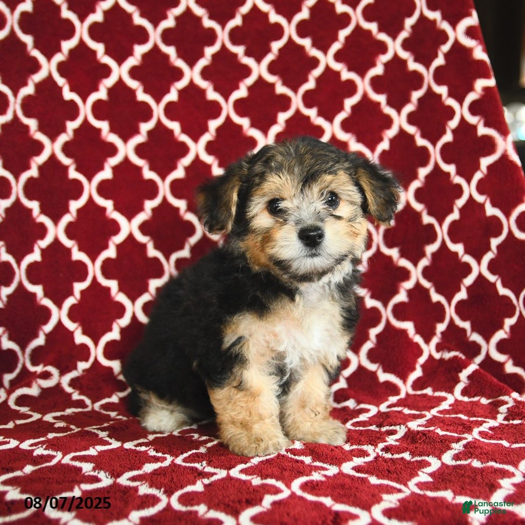 Yochon dogs for sale: Reba House Raised - Image 3