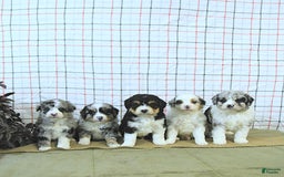 Mini Aussiedoodle dogs for sale: Atlas - Image 15