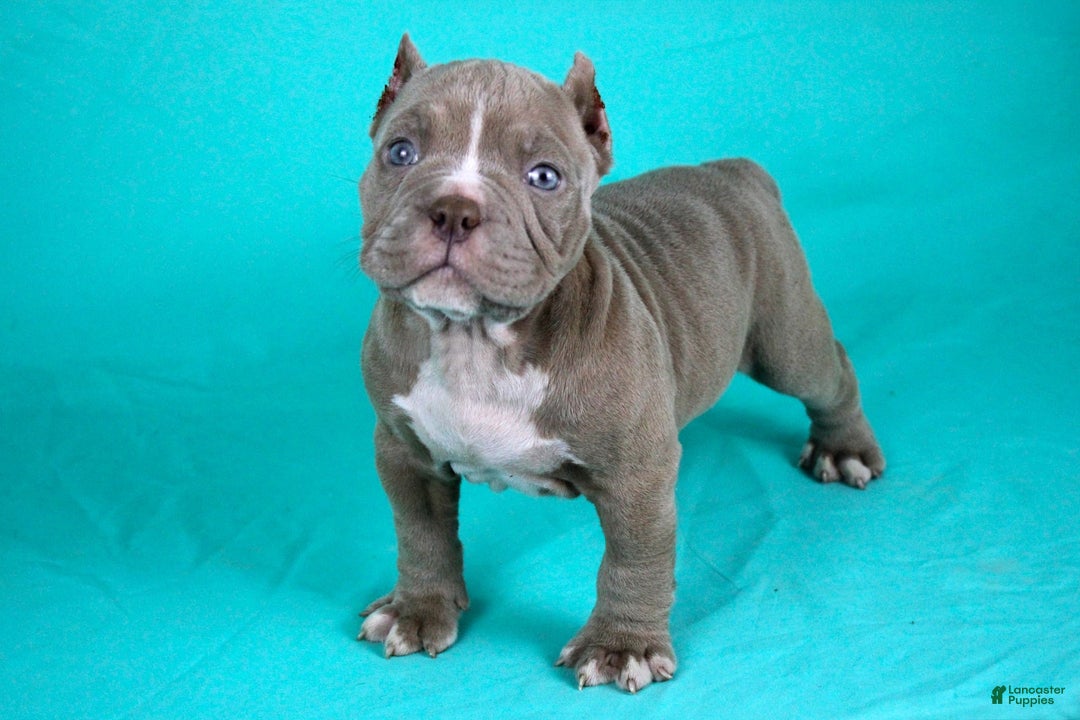 American Bully dogs for sale: Lilac Male - Image 5