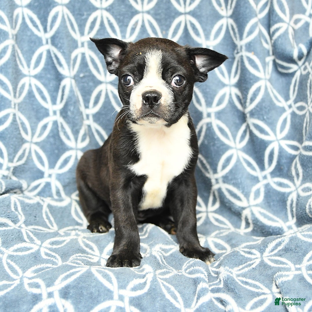 Boston Terrier dogs for sale: King - Image 8