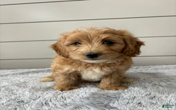  dogs for sale: Mini Goldendoodle 7 puppies - Image 1