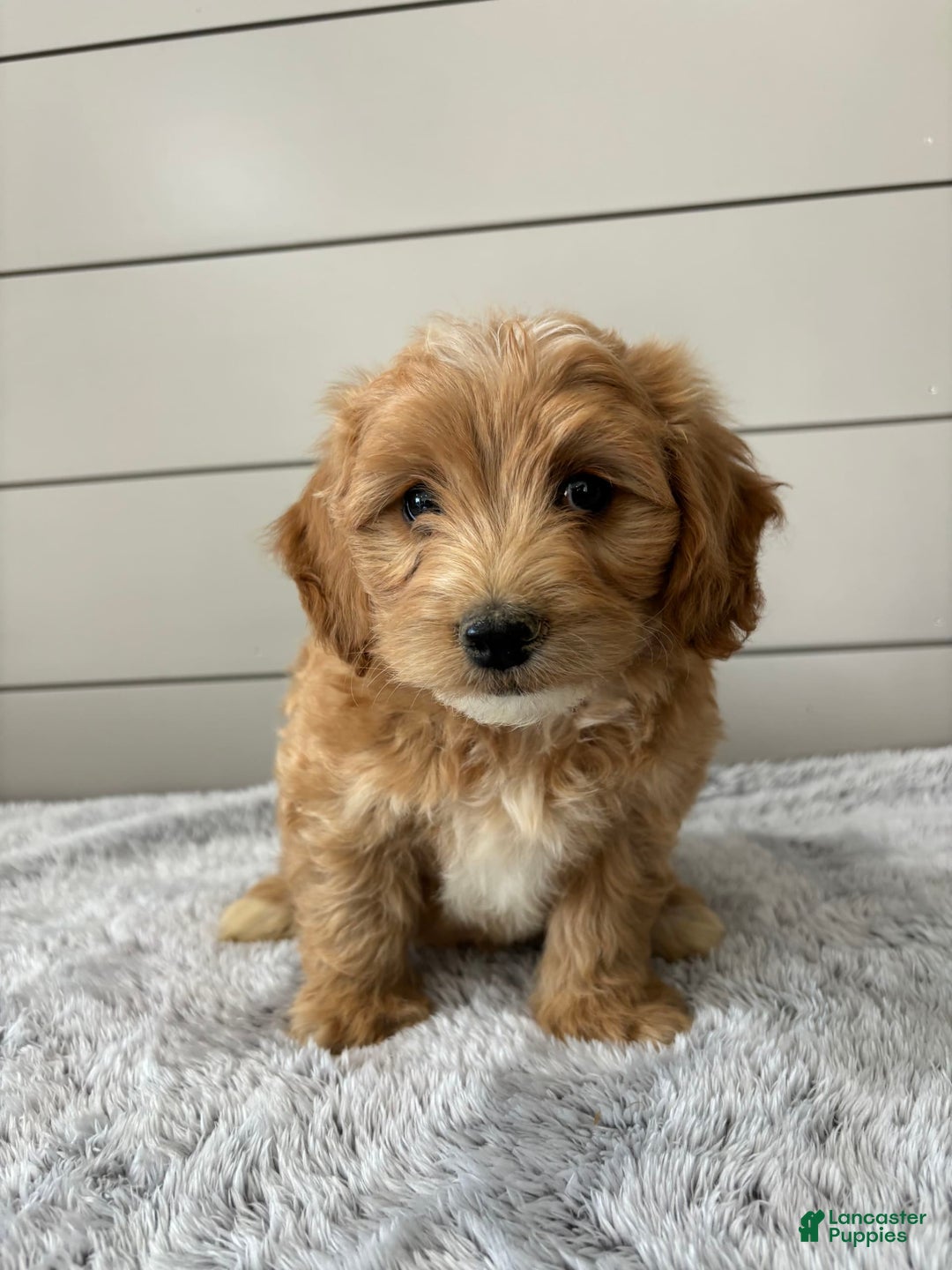  dogs for sale: Mini Goldendoodle 7 puppies - Image 1
