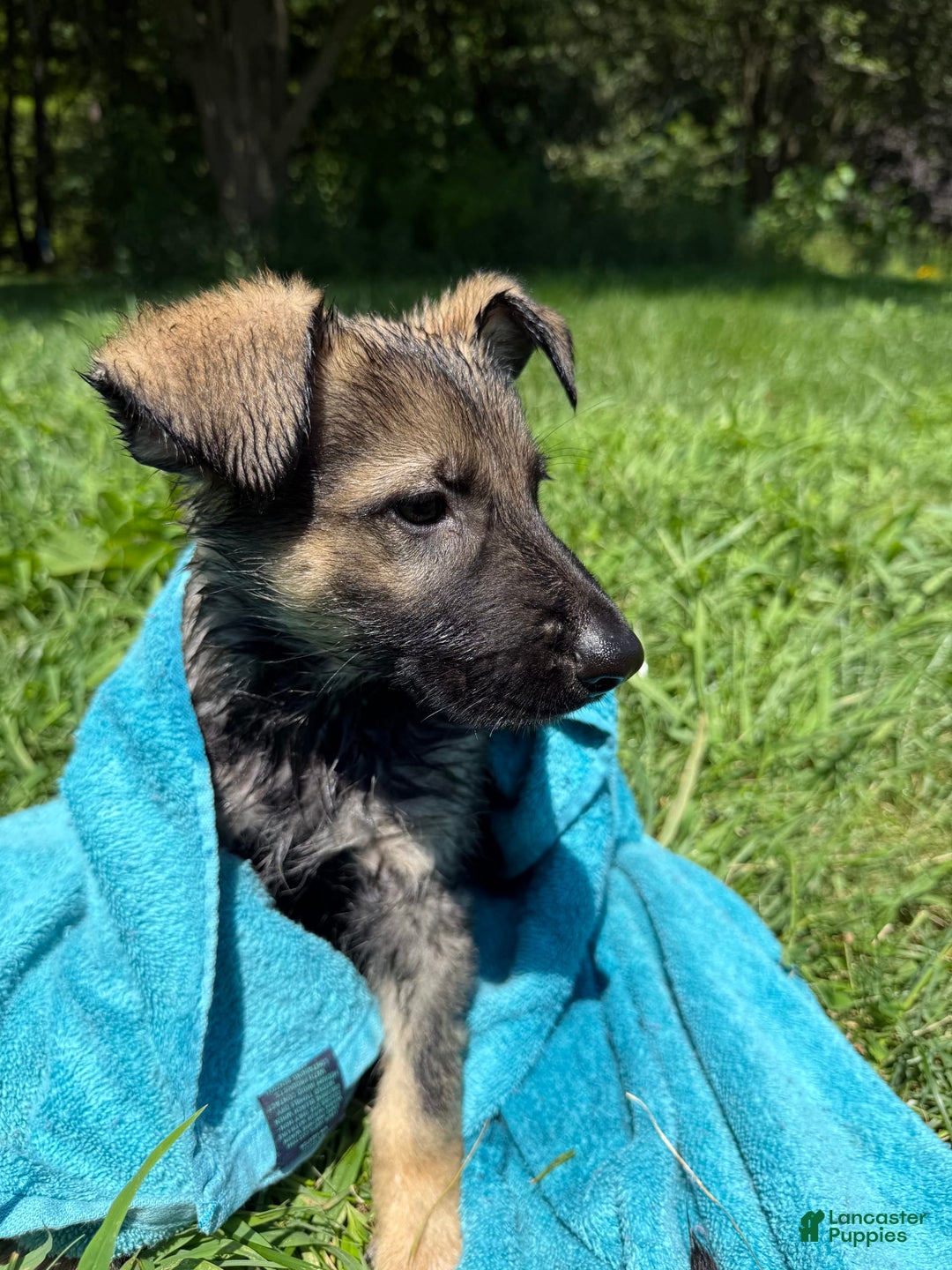 German Shepherd dogs for sale: Stripe - Image 2