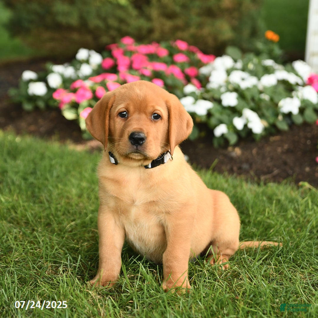 Labrador Retriever dogs for sale: Stella - Image 2