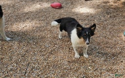 Shetland Sheepdog dogs for sale: Reese - Image 2