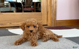Cockapoo dogs for sale: Terrance - Image 6