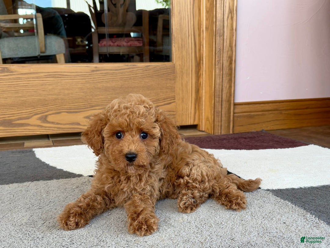 Cockapoo dogs for sale: Terrance - Image 6
