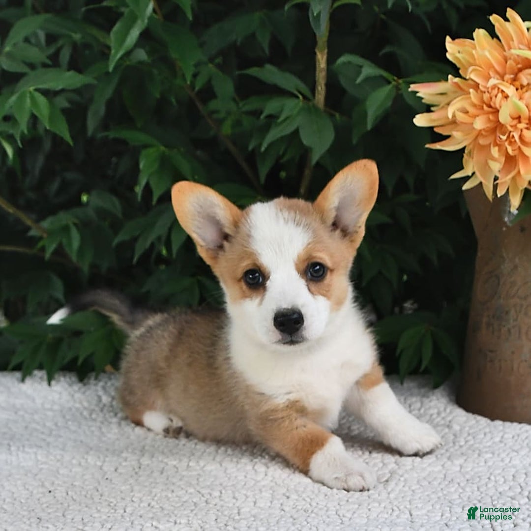 Welsh Corgi Pembroke dogs for sale: Rose - Image 11