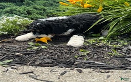 Bernedoodle dogs for sale: Sandy - Image 4