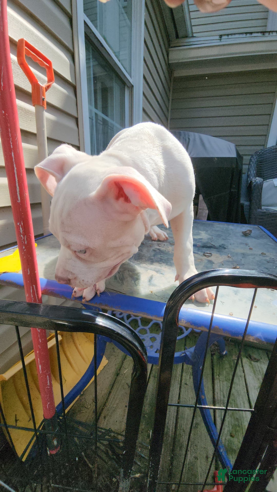 American Bully dogs for sale: Luna - Image 9