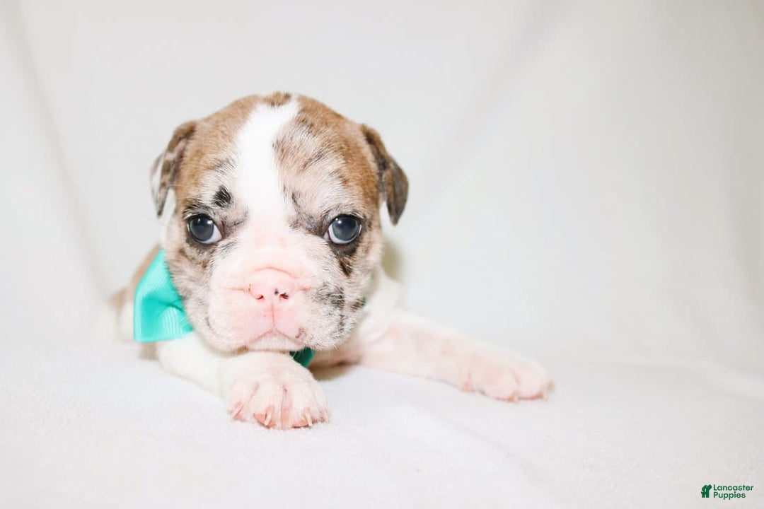 French Bulldog dogs for sale: Zeus Akc - Image 14