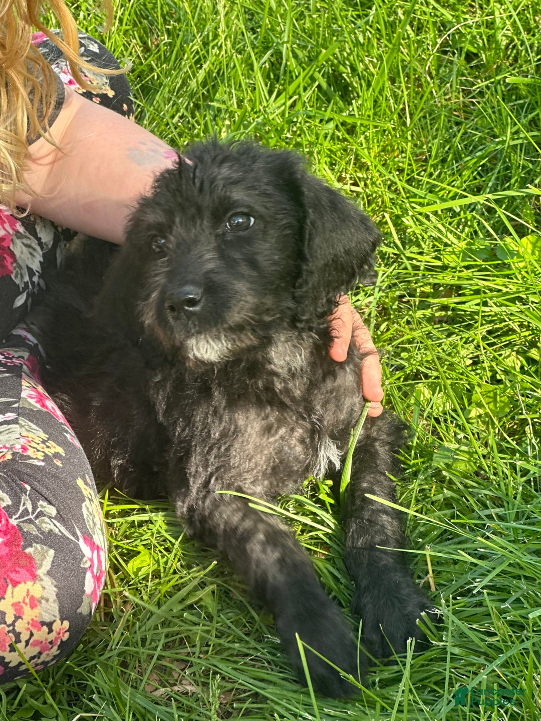 Labradoodle dogs for sale: Layla - Image 1