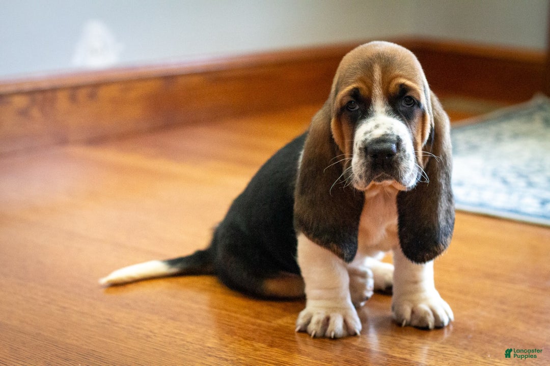 Basset Hound dogs for sale: Hank - Image 5