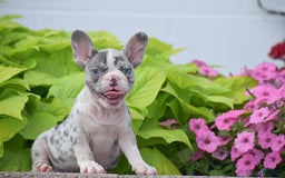 French Bulldog dogs for sale: Laura - Blue Eyed Merle!! - Image 2