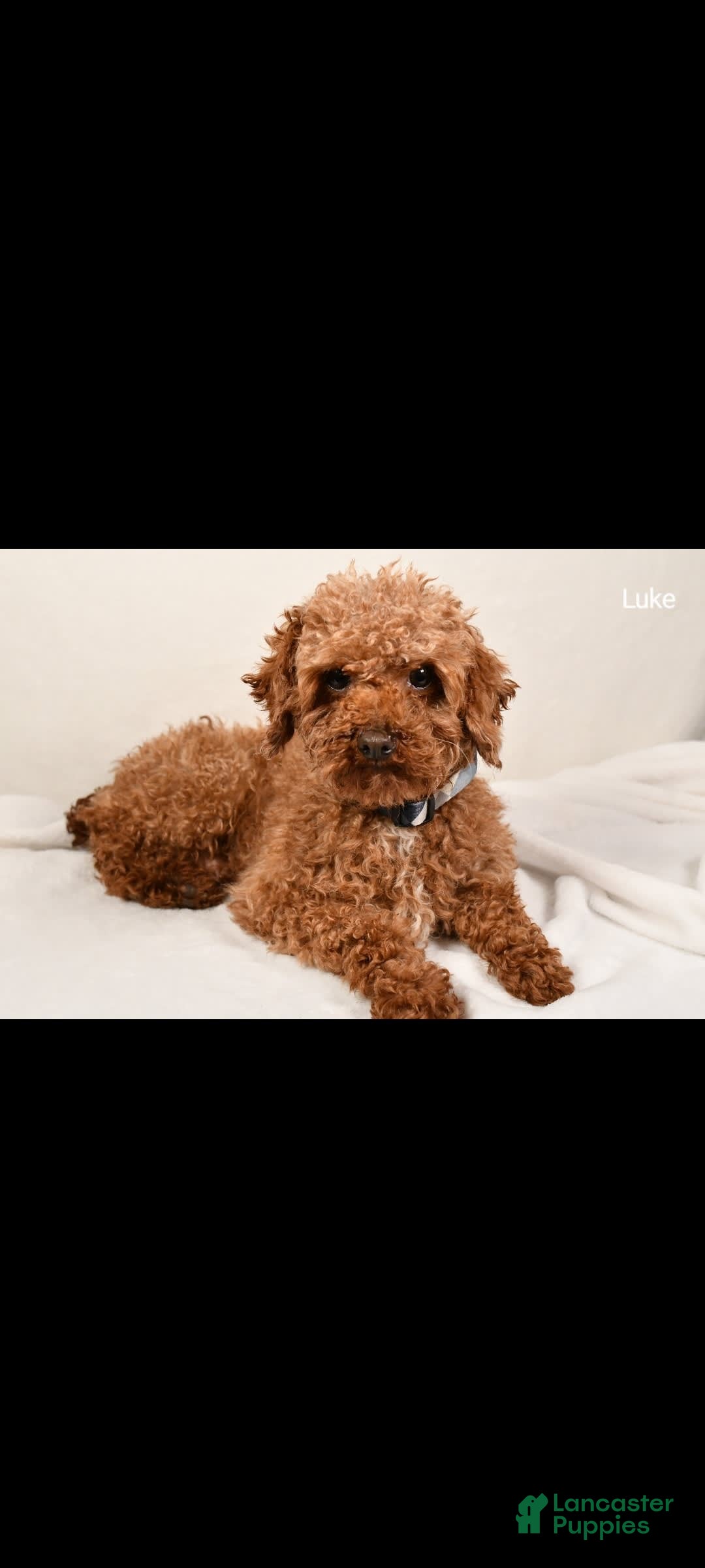 Maltipoo dogs for sale: Dora - Image 9
