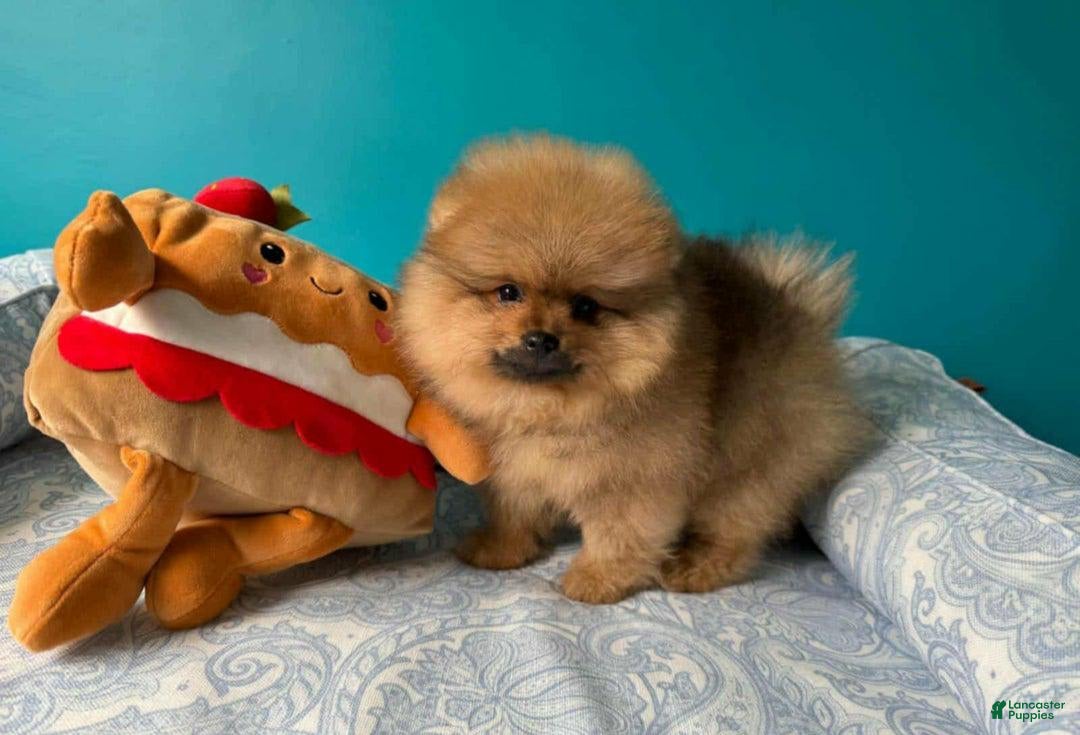 Pomeranian dogs for sale: Nelly - Image 1