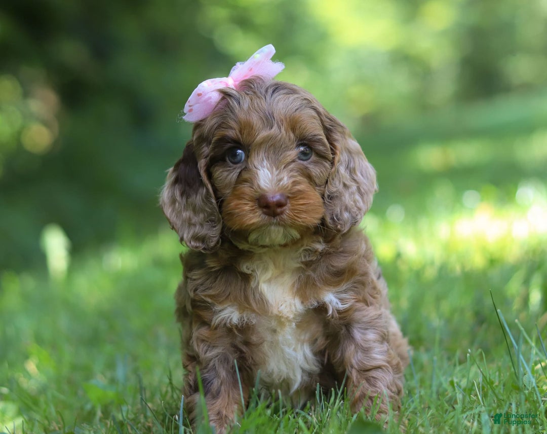 Cockapoo dogs for sale: Lila - Image 8