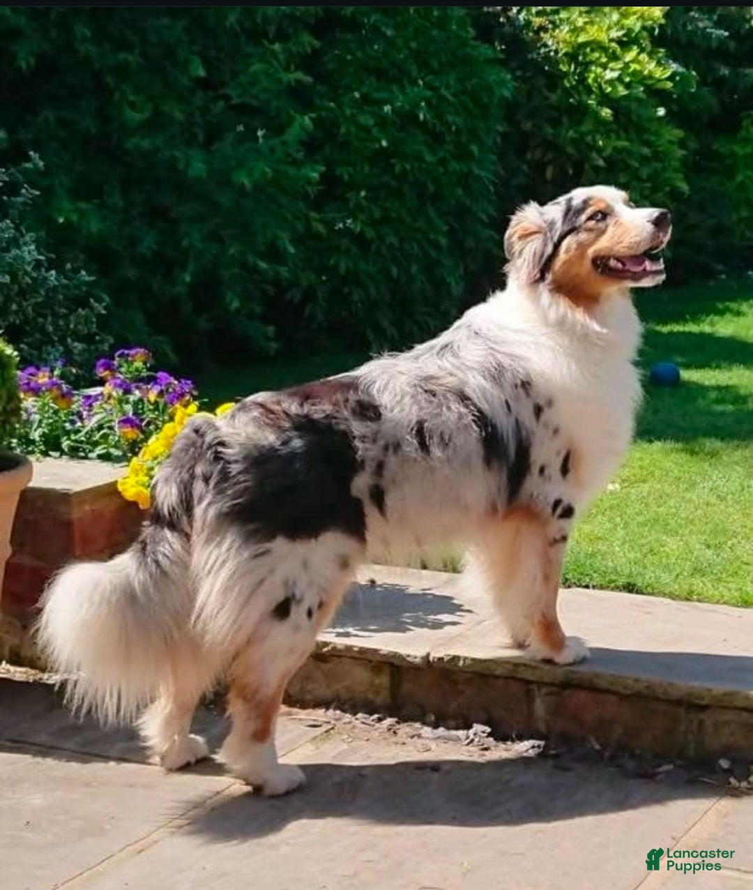 Australian Shepherd dogs for sale: Paris - Image 4