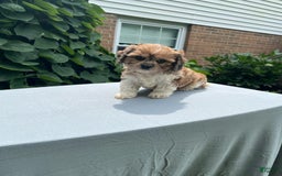 Cavapoo dogs for sale: Diego - Image 9