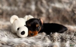 Yorkshire Terrier dogs for sale: Fido - Image 5