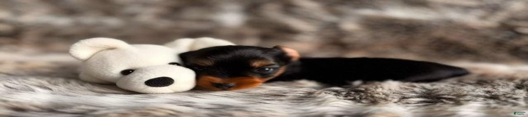 Fido