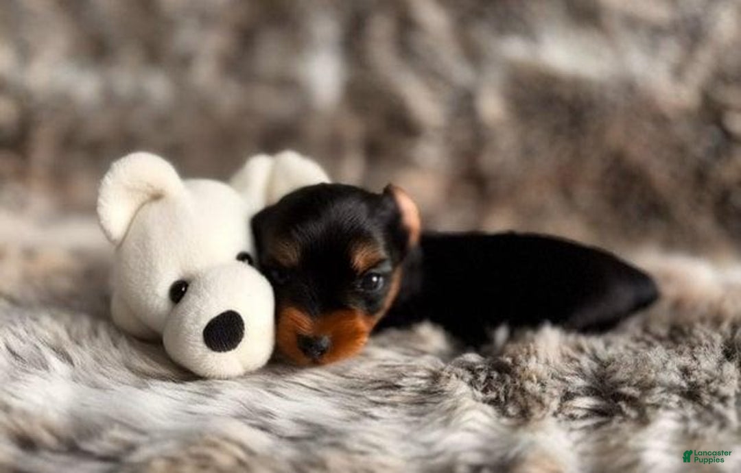 Yorkshire Terrier dogs for sale: Fido - Image 5