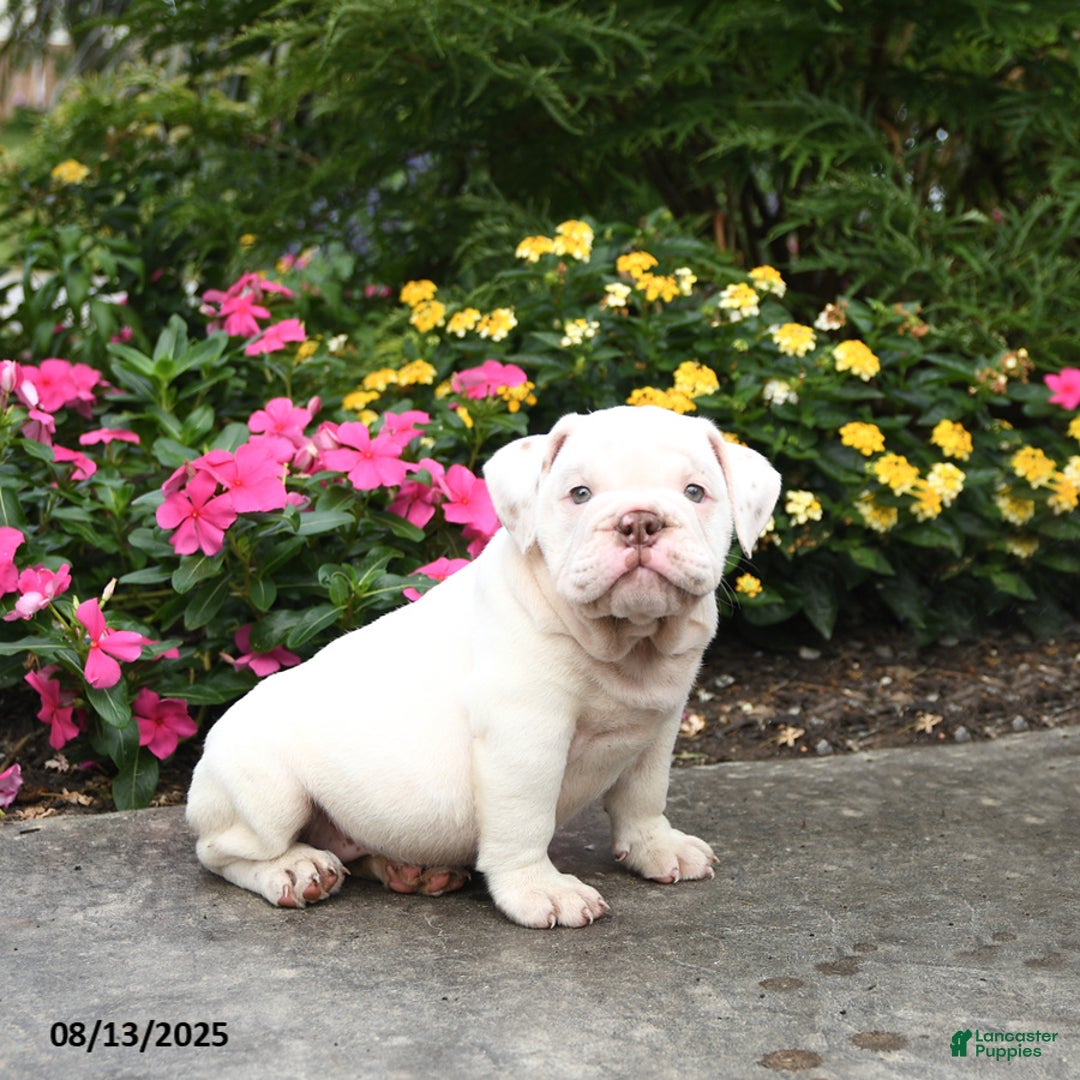 English Bulldog dogs for sale: Blossom - Image 1