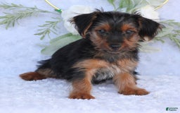 Yorkshire Terrier dogs for sale: Dallas - Image 5