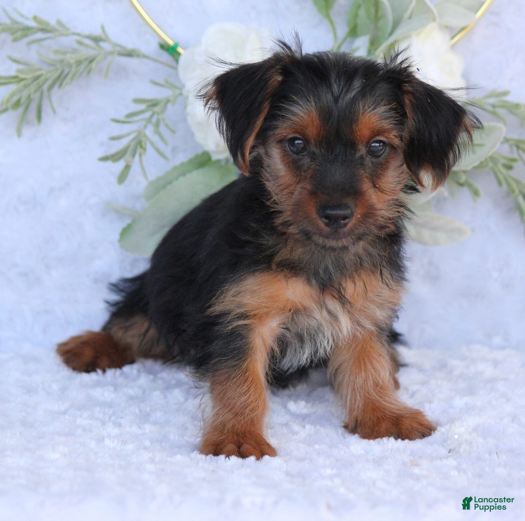Yorkshire Terrier dogs for sale: Dallas - Image 5