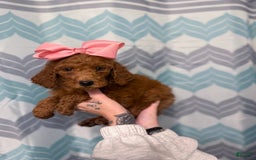 Mini Goldendoodle dogs for sale: Kelly - Image 1