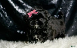 Shih Tzu dogs for sale: Peeka - Image 6