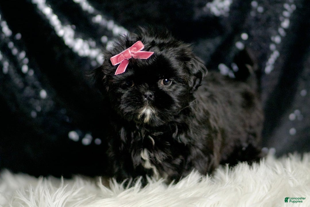 Shih Tzu dogs for sale: Peeka - Image 6