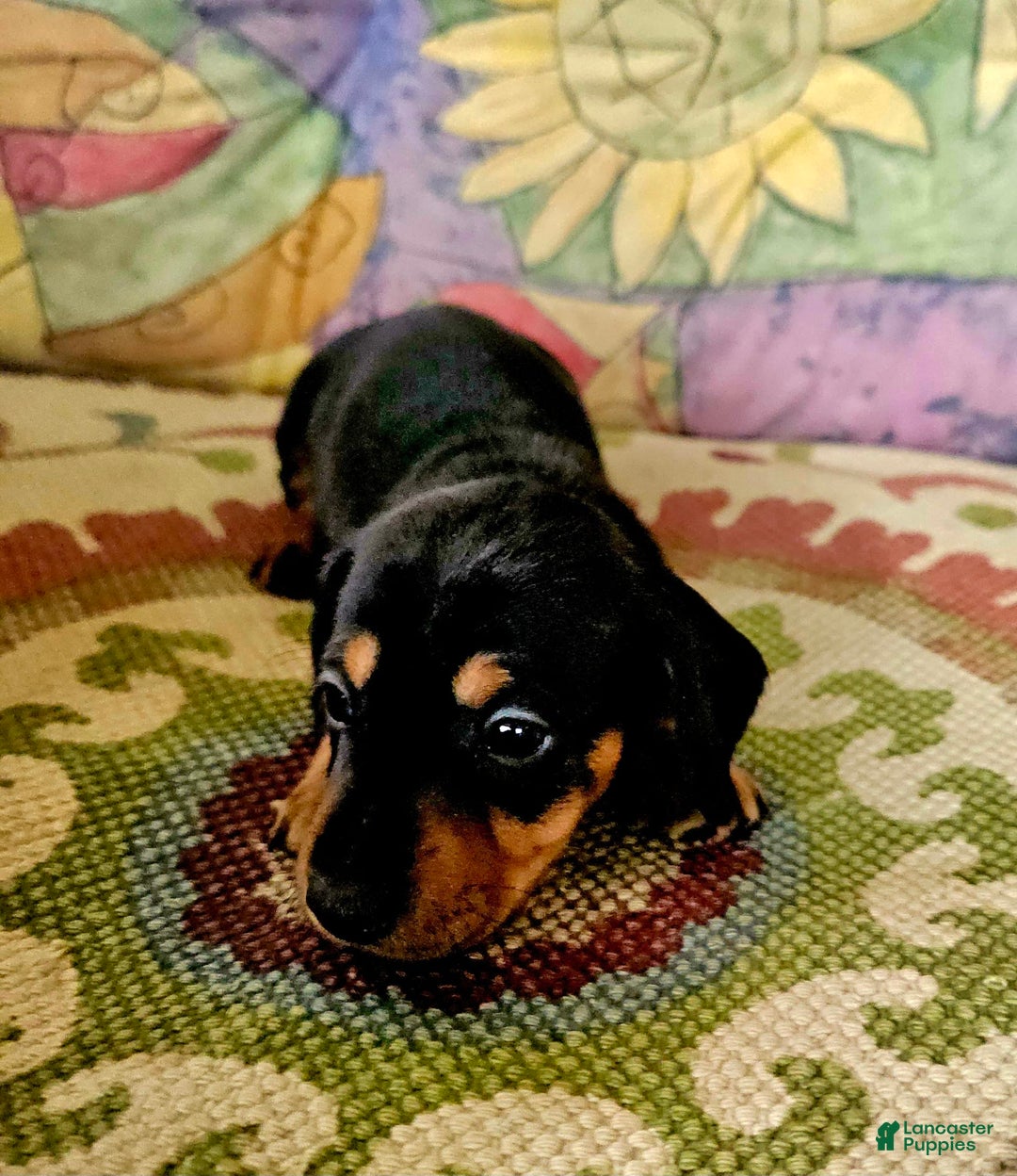 Dachshund dogs for sale: Lulu - Image 4