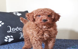  dogs for sale: Mini Goldendoodle 2 puppies - Image 9