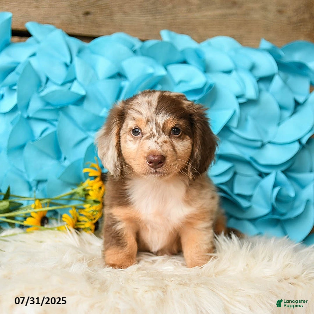 Miniature Dachshund dogs for sale: Twinkie - Image 2