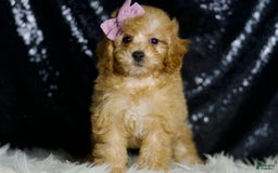 Miniature Poodle dogs for sale: Pinkie - Image 6