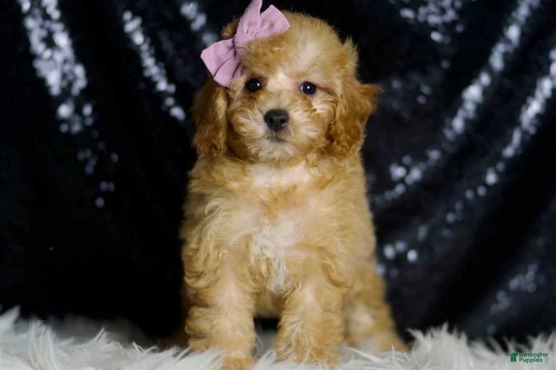 Miniature Poodle dogs for sale: Pinkie - Image 6