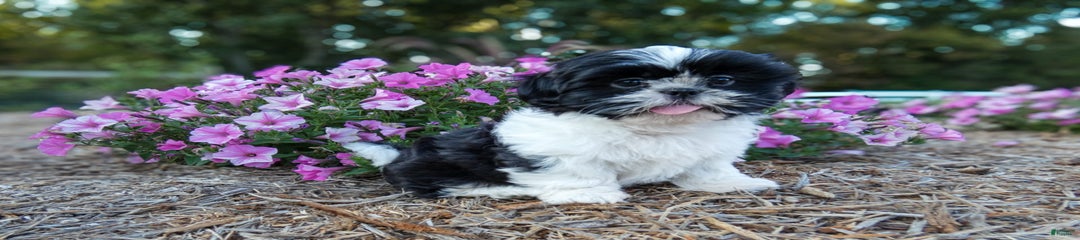 Rosie