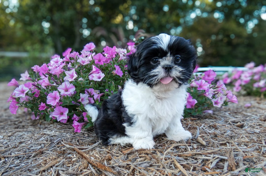 Shih Tzu dogs for sale: Rosie - Image 1