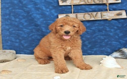Goldendoodle dogs for sale: Lady - Image 3