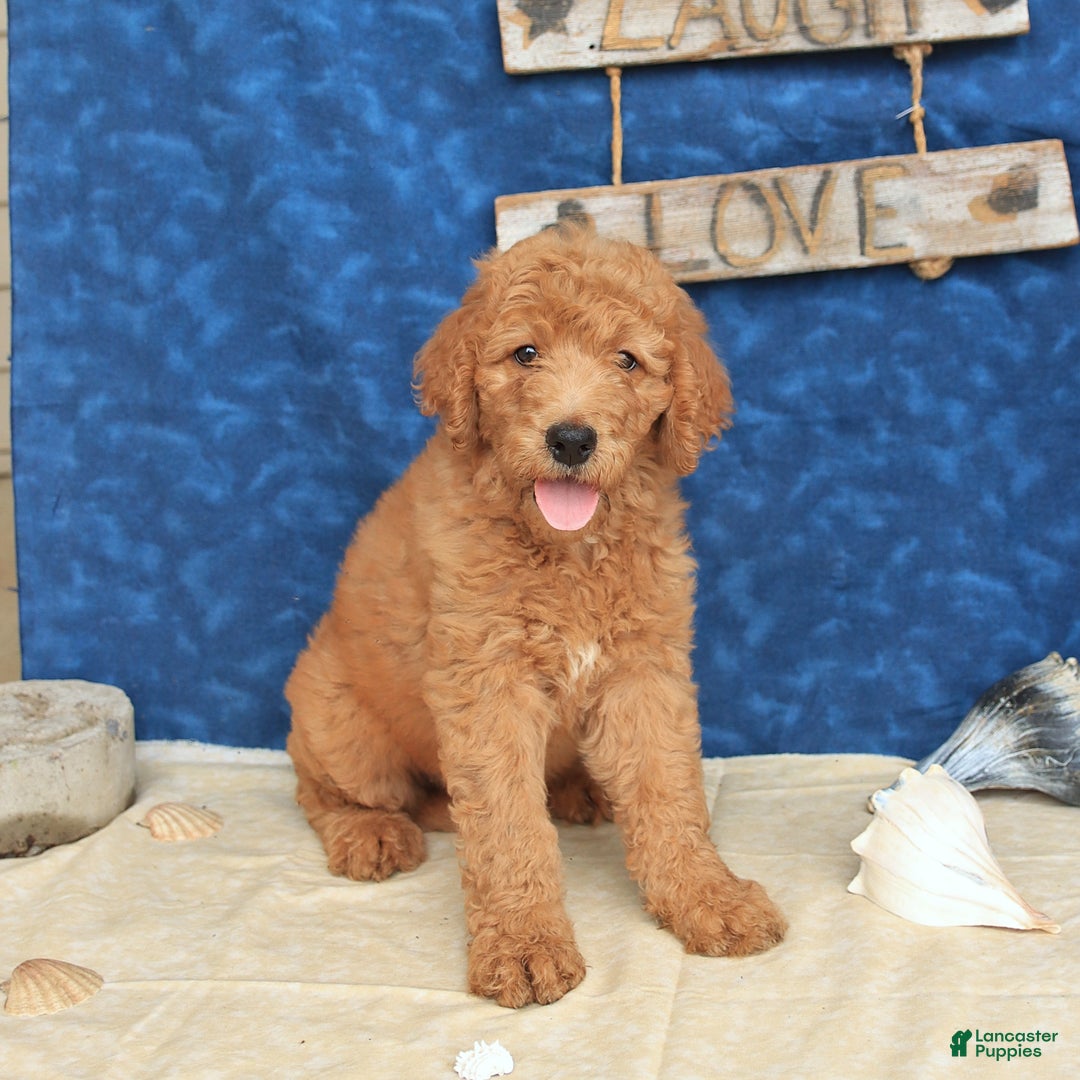 Goldendoodle dogs for sale: Lady - Image 3