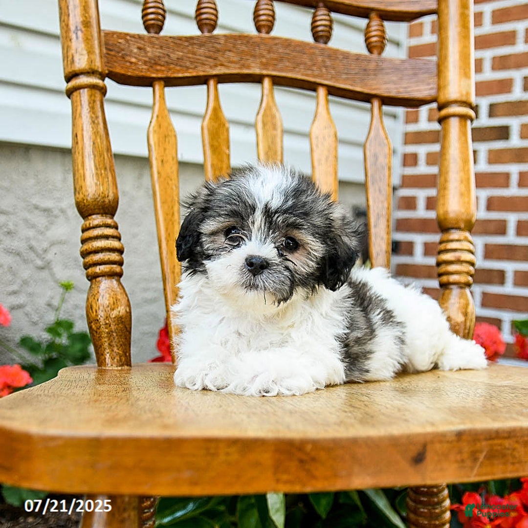 Teddy Bear dogs for sale: Chief - Image 3