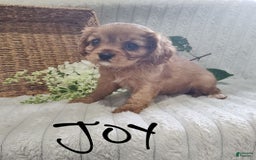 Cavalier King Charles Spaniel dogs for sale: Joy - Image 13