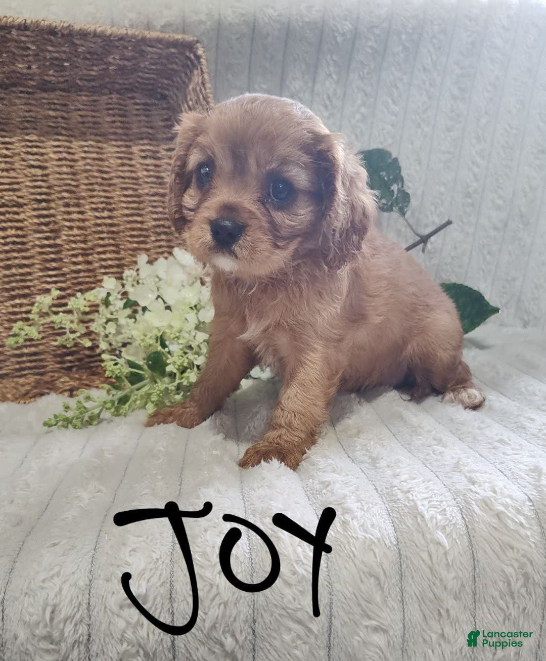 Cavalier King Charles Spaniel dogs for sale: Joy - Image 13
