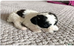 Toy Poodle dogs for sale: Mark Antony - Image 8