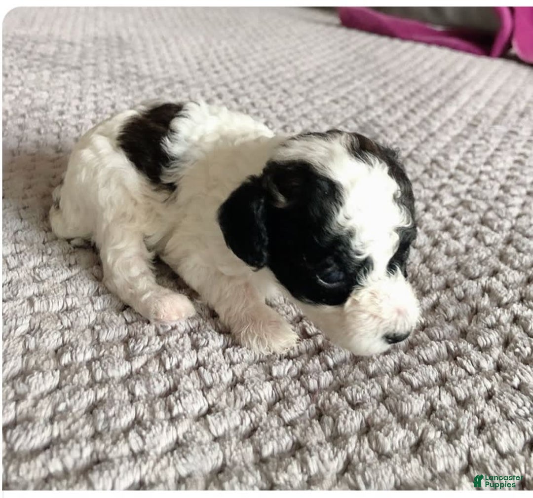 Toy Poodle dogs for sale: Mark Antony - Image 8