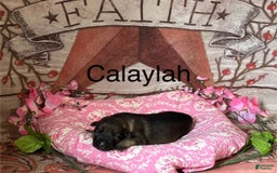 German Shepherd dogs for sale: Calaylah - Image 1