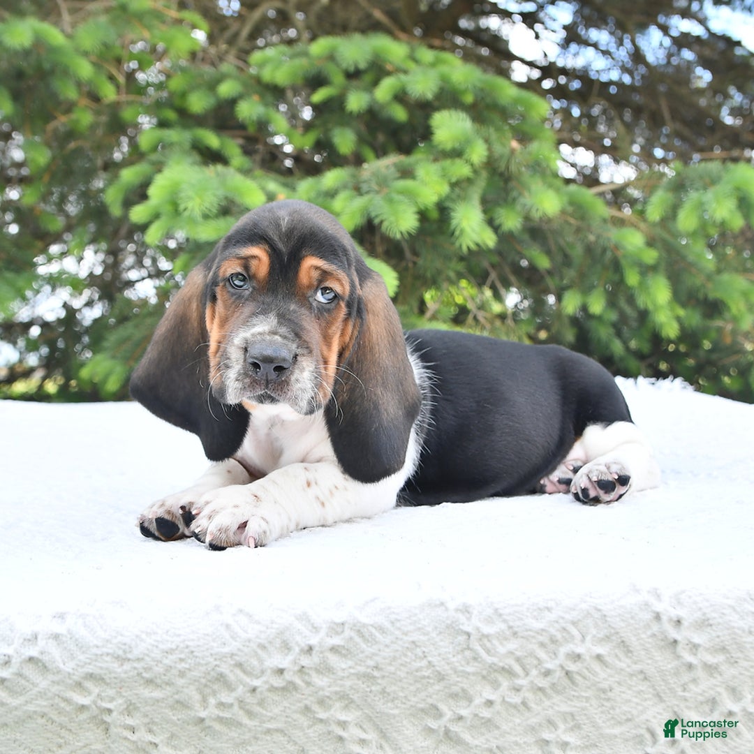 Basset Hound dogs for sale: Cooper - Image 9